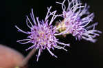 Roughleaf blazing star <BR>Tall blazing star